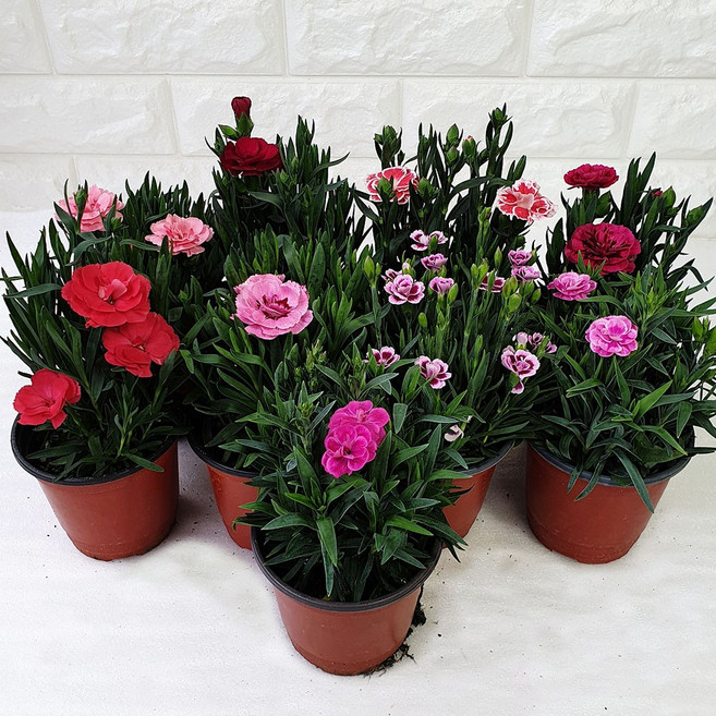 장미농원 카네이션꽃 화분 향기 미니카네이션 어버이날 선물용