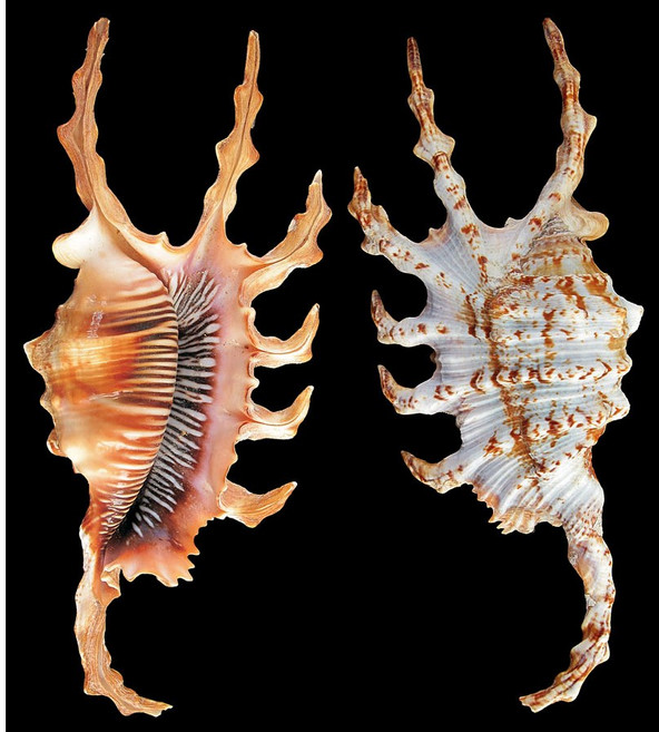 람비스 스콜피우스 (Lambis scolpius) 조개 껍데기 소라 껍질 표본, 1개, scolpius 11-12cm