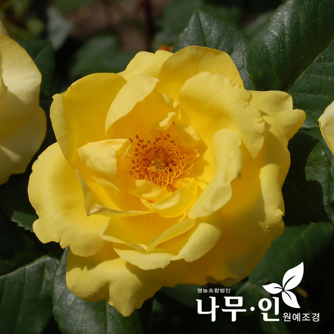 [나무인] 사계덩굴장미 줄장미 에버골드(노랑)