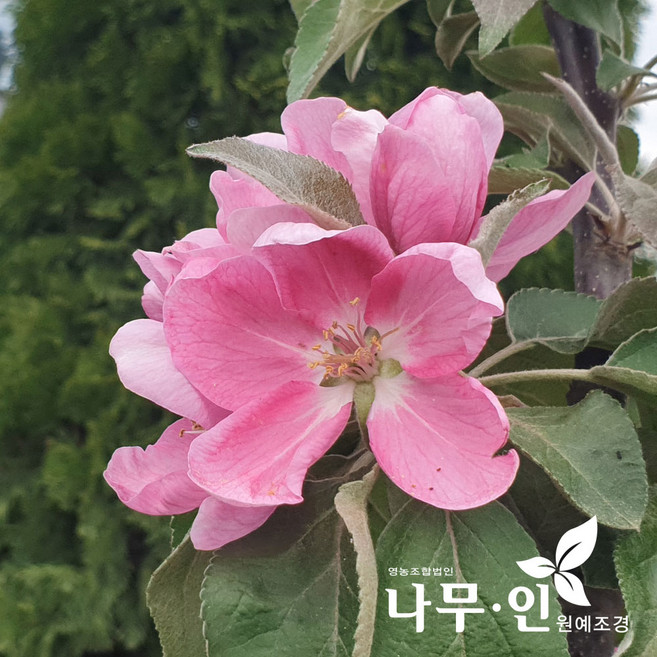 [나무인] 기둥사과 결실주 직경2cm 무배