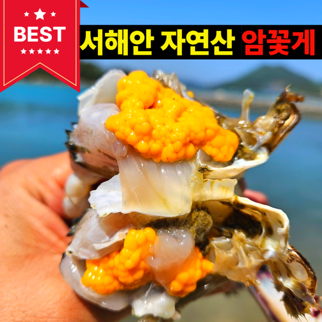 [산지직송] 서해안 자연산 암꽃게 초야네 당일조업 생물 활 꽃게, 1박스, 1kg