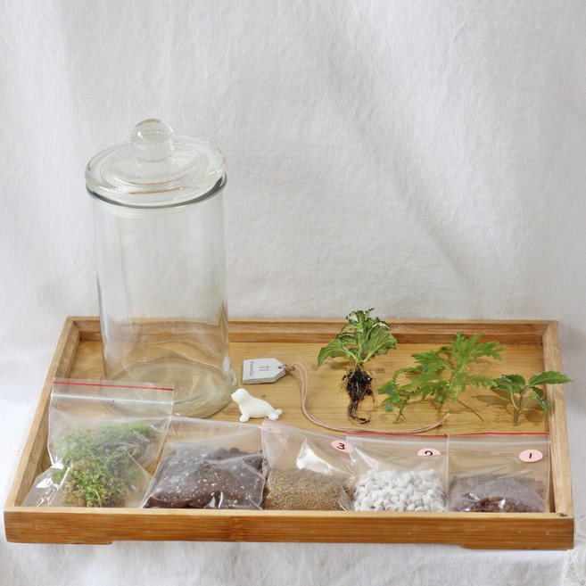 原生態NatureWorld 生態瓶材料包，DIY微景觀生態瓶組，打造迷你生態系統, 只有適合生態瓶的混合植物,直徑8公分