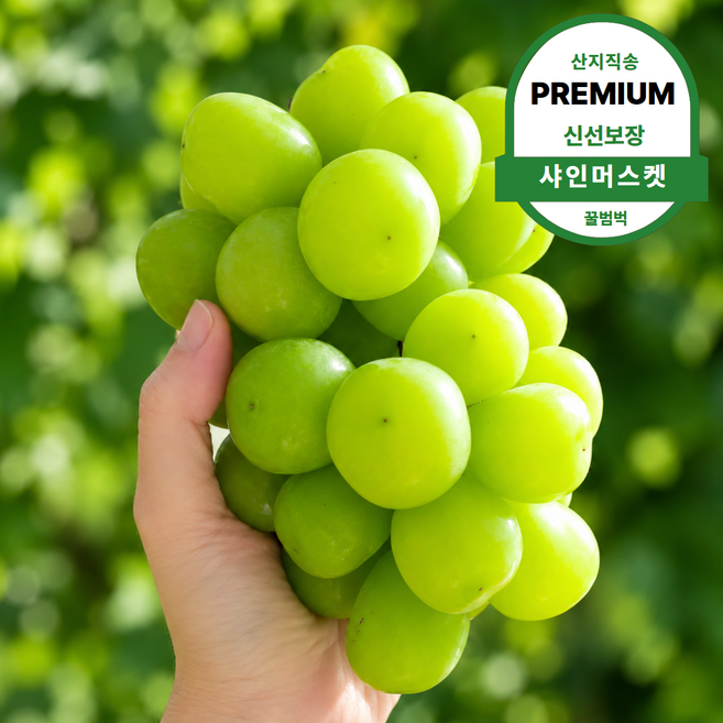 [타임특가] 딱50박스만 초고당도 꿀 샤인머스켓, 1박스, 1kg