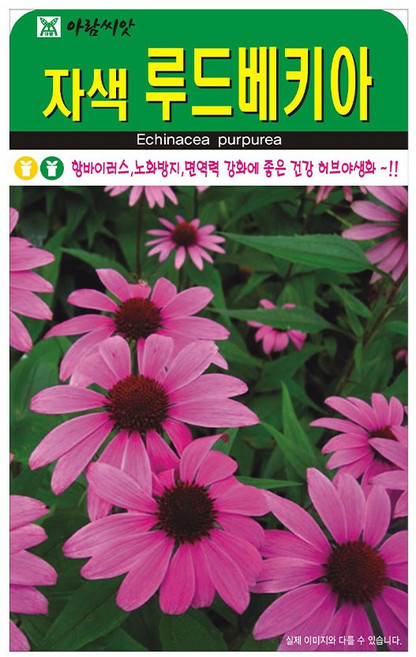 자색 루드베키아 꽃씨앗100립 아람종묘, 1개