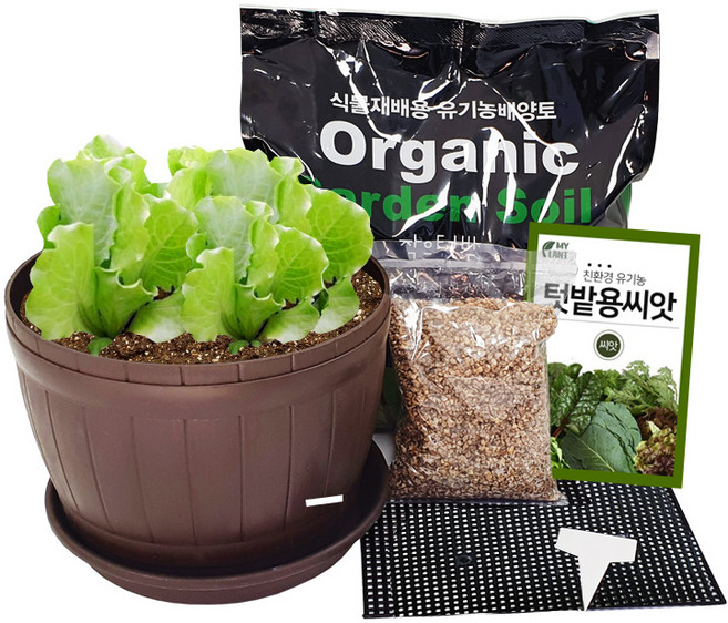 마이플랜트 왕초보 농부 잎채소 키우기 통화분세트, 고수