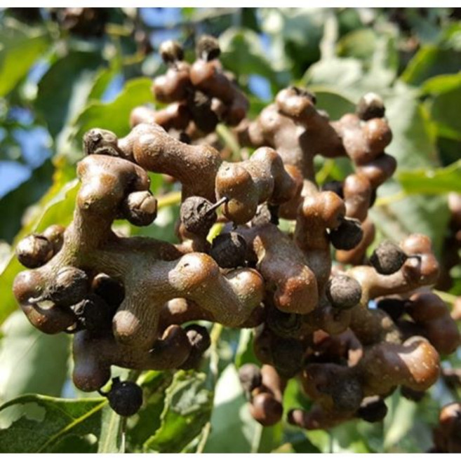 광일농원 헛개나무 묘목 2년생 5주 묶음 약용수 지구자, 5개