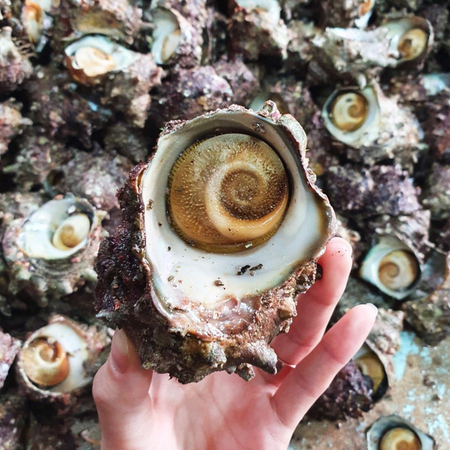 통영 해녀채취 제철 자연산 뿔소라, 1개, 1kg(5~10미)