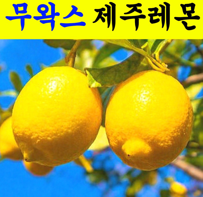 [노마진특가] 제주직송 껍질째먹는 무왁스 제주레몬, 1박스, 정품 2kg