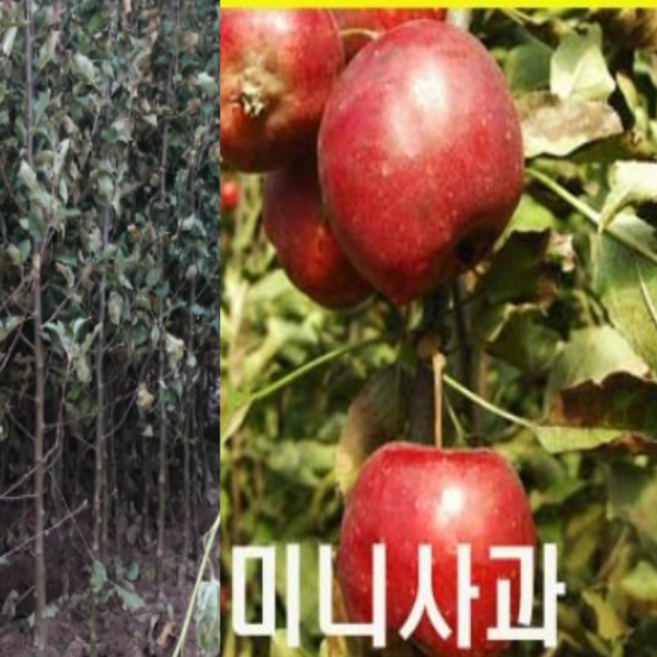 알프스오토메 미니사과나무 키1.8m R3 분묘 1그루ga26