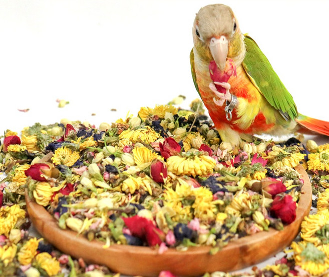 애니몰파크 앵무새 포레깅 플라워 100g 꽃베딩 입질 뜯기 노즈워크 훈련 놀이 용품, 1개, 옐로우