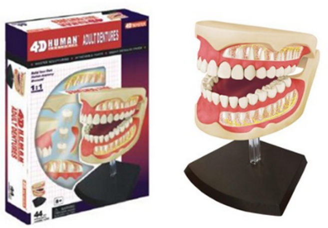 치아모형 4D퍼즐, 1개