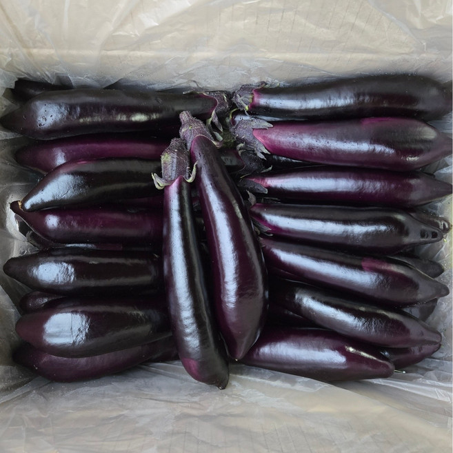 맛통령 국내산 가지, 1개, 1kg