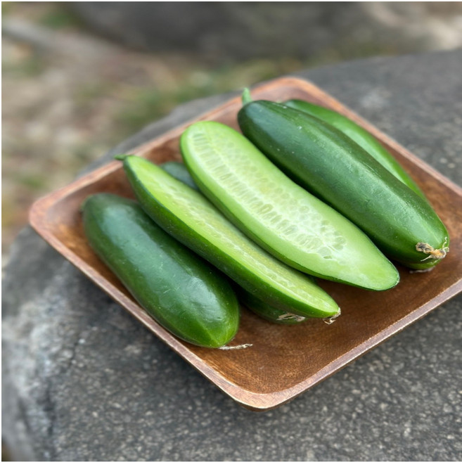 미니오이 작은오이 미니스탑 피클용 산지직송, 1박스, 미니오이 500g (4-6개 내외)