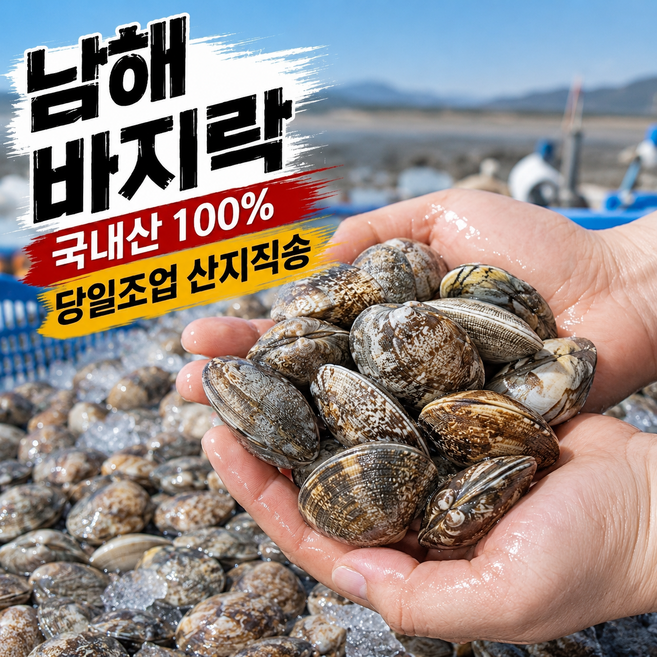 [당일조업] 국산 남해안 활바지락 생바지락 산지직송 특품, 1개, 2kg