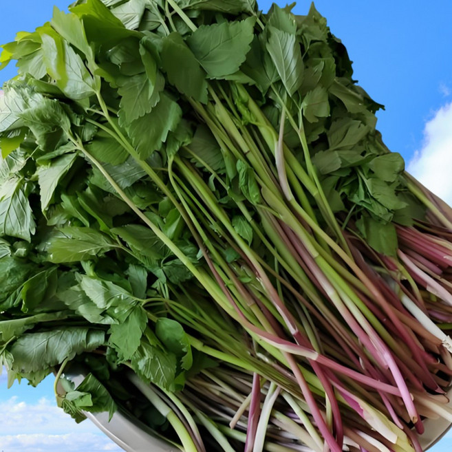 [재구매율1위] 맘카페대란 아삭아삭 국내산 청도미나리, 1박스, 2kg