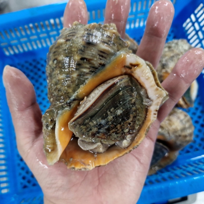 자연산 큼직 제철 참소라 2kg 8-20미 소라회 구이, 1개