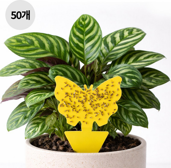 ROYAI ONE 초파리 트랩 날파리 트랩 벌레 끈끈이 벌레퇴치트랩, 50개, 3g