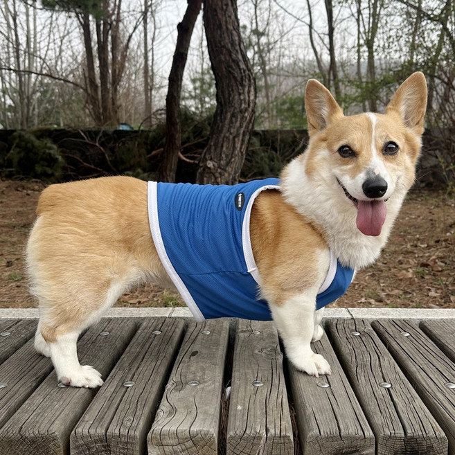 도기스타 웰시코기옷 시원한 여름 쿨링 크롭 끈나시, 1개, 파랑