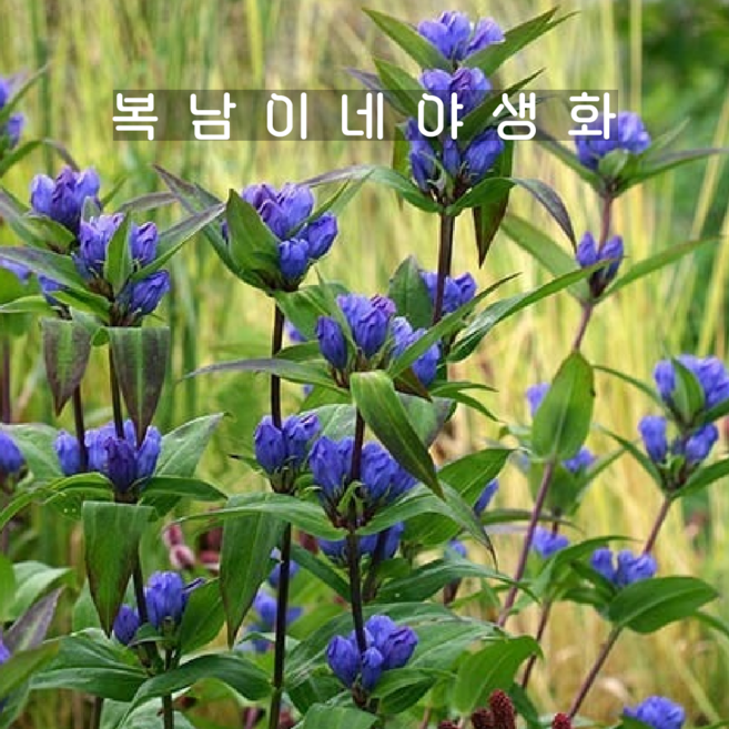 칼잎용담 보라 [3개 복남이네야생화 모종 젠티아나 토종 용담꽃 gentiana], 3개