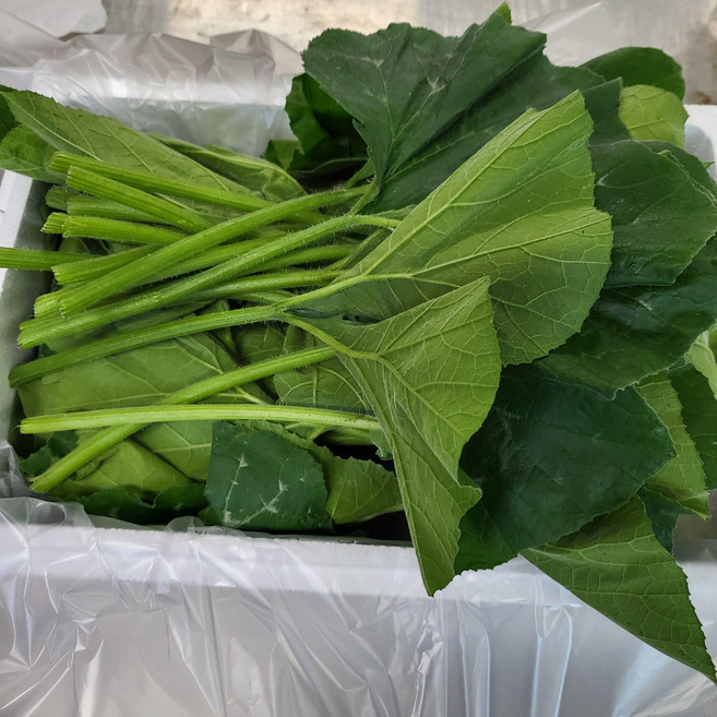 호박잎1kg 익산 가정농장 여름별미 호박잎쌈 쌈채소 쌈밥, 1개