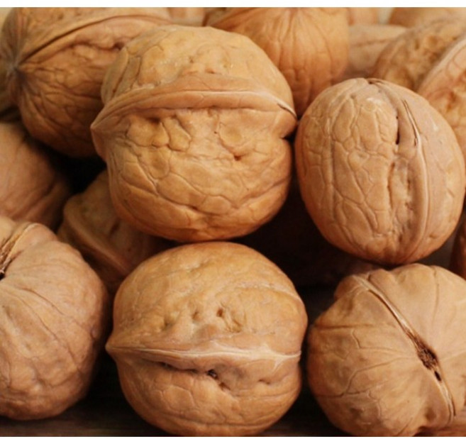 호두나무 묘목 상촌호두, 중묘, 1개