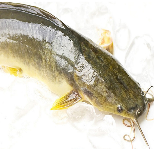 정옥 국내산 민물 급냉 손질 메기1kg(매운탕소스 포함), 1개, 단품