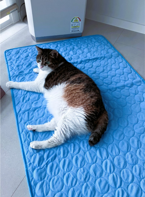 펫이오 반려동물 냉감패드 시원한 강아지 고양이 쿨매트, 블루