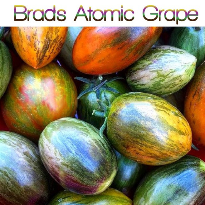 아토믹 그레이프 Atomic Grape 방울토마토 달콤한 희귀토마토 교육체험용 세트, 1개