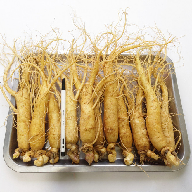 금산 삼마이스터 6년근인삼 선물용 수삼 세척인삼 원수삼 한채700g, 700g, 1개, 1.원수삼 소750g(15~20)뿌리, 1.세척안한 인삼