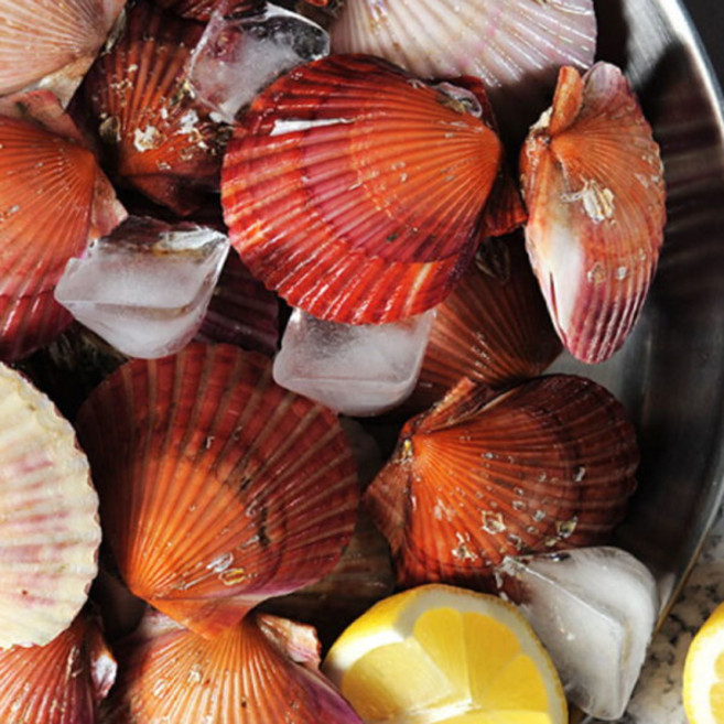 통영 산지직송 홍가리비, 1박스, 02. 홍가리비 2kg