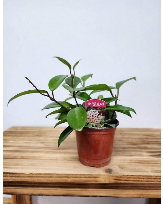 2026 공기정화 식물 소원호야 약20cm, 1개, 상세설명참조, 20cm
