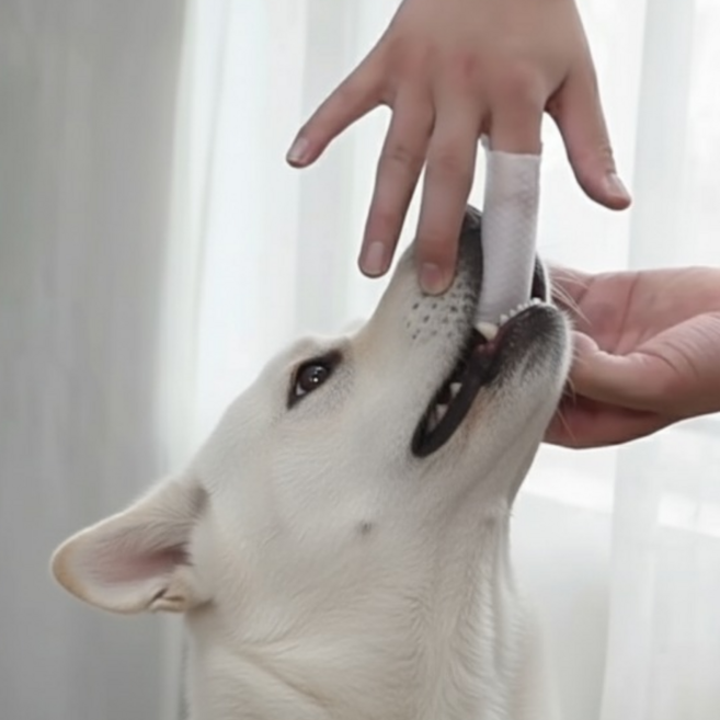 샤샤픽 강아지 구강청결 핑거티슈, 2개, 50개입