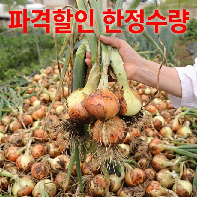 [산지직송라인] 아삭 달콤 갓 수확한 햇양파 양파 특가할인, 1박스, 5KG