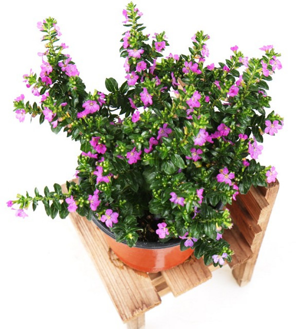 갑조네 구피아 쿠페아 구피화 사계절꽃 겨울꽃 봄꽃 보라색꽃, 20개, 단일