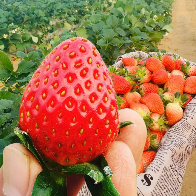 명품 고당도 설향 딸기 산지직송 고품질 제철 생딸기, 1개, 한입과 1팩 20과 (350g 내외)