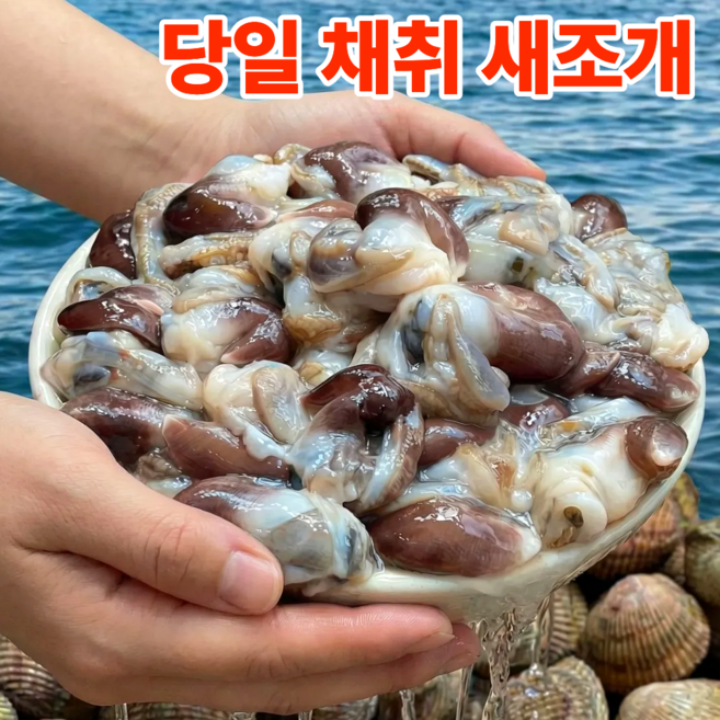 [당일새벽조업]국산 손질 자연산 새조개 생물, 1박스, 200g