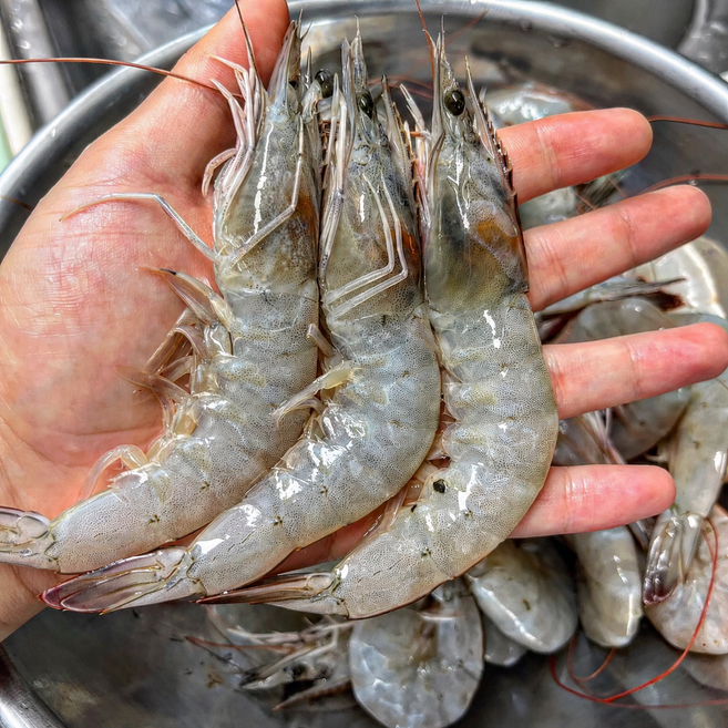 당일조업 국산 생새우 활 흰다리새우(특품32미내외), 1박스, 2Kg