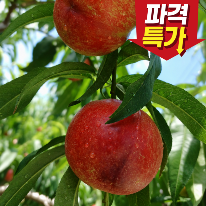 [한정수량] 2주한정 초특가 초고당도 경북경산 신비복숭아 천도복숭아 프리미엄 선물세트, 1박스, 1kg 소과