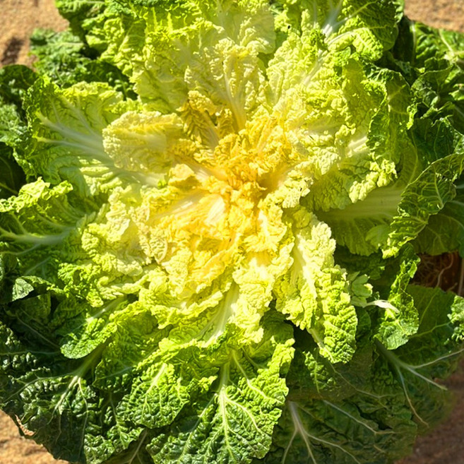 산지직송 당일수확 국내산 봄동 배추, 1개, 1kg