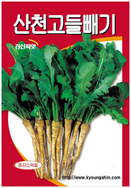 세인화분 국산 산천 고들빼기 3000립 - 씨 씨앗 나물, 1개