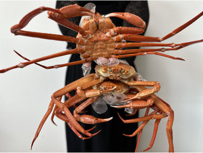 국내산 울진 후포리 프리미엄 자숙 홍게 홍게다리살 당일조업 산지직송, 1세트, 육수용자숙홍게3kg