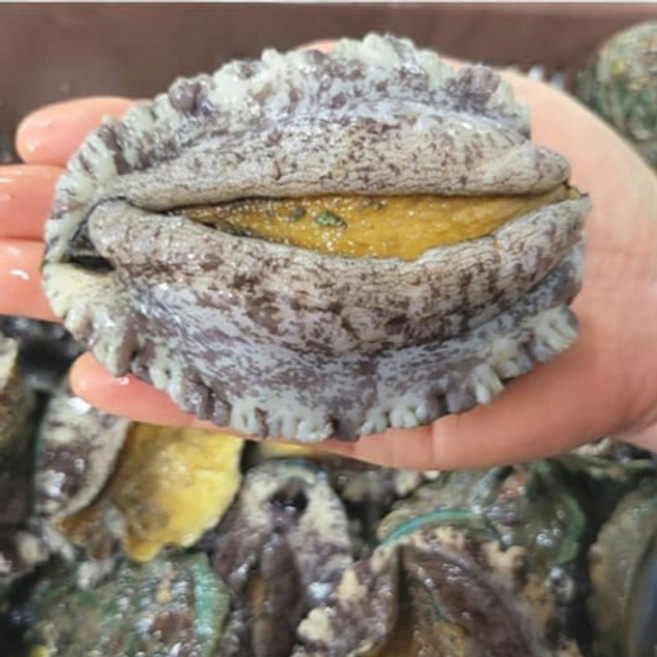 산지직송 싱싱한 완도전복 활전복 1kg(10-12미), 완도전복 1kg 대 (11~12미), 1개