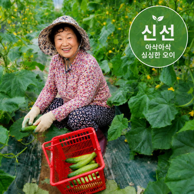 국내산 오이 백오이 백다다기 특품, 1박스, 1kg
