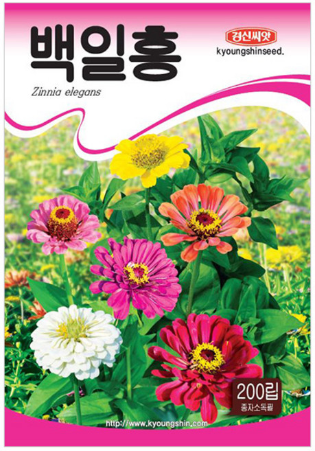 세인화분 백일홍 200립 - 씨 씨앗 꽃씨 백일초, 1개