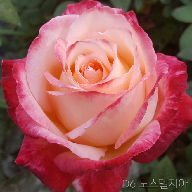 장미묘목 사계명품땅장미 금강원예, D6 노스텔지아, 1개