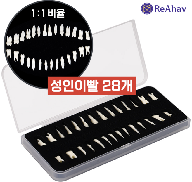 레아하브 덴탈28 성인 치아 모델 치과 설명 모형 병원 장식 환자 실습 교구, 28개