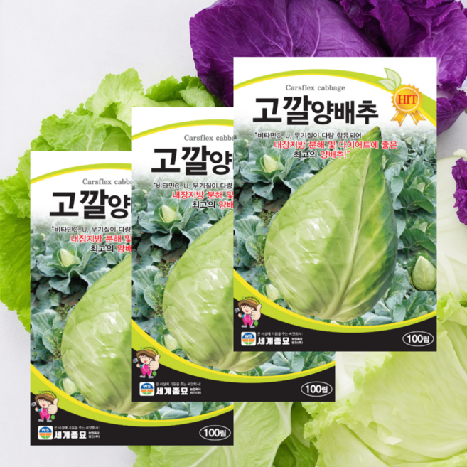 고깔 꼬깔 양배추씨앗 100립 3개 내장지방분해 다이어트 훌륭