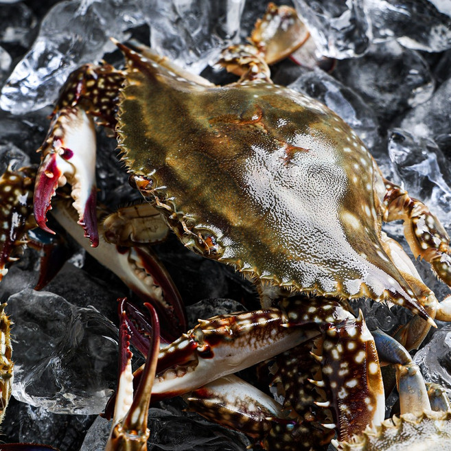 연평도 활 꽃게 1kg 급냉 봄 암꽃게 가을 숫꽃게, 1개, 봄 활암꽃게 1kg(3-4미)