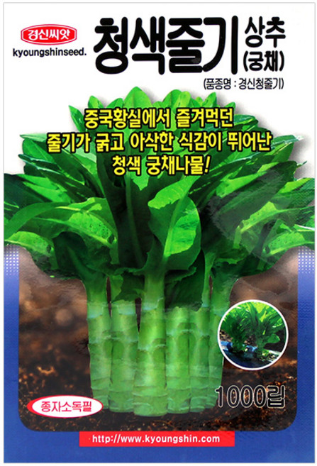 세인화분 경신 청색 줄기 상추 1000립 - 씨 씨앗 궁채 나물 궁채씨 궁채씨앗, 1개