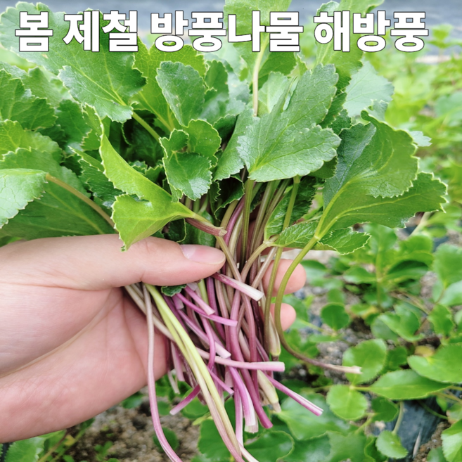 [울진 당일수확]방풍나물 해방풍 갯방풍 봄나물, 1개, 1KG